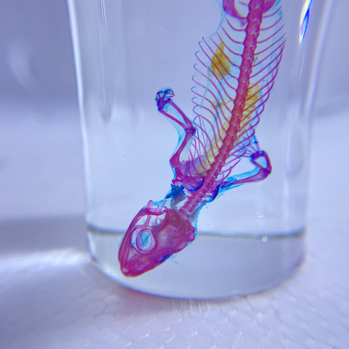 極美品【1点物】透明骨格標本ヒラオヤモリ① 約10cm 極美品【1点物】透明骨格標本ヒラオヤモリ① 約10cm