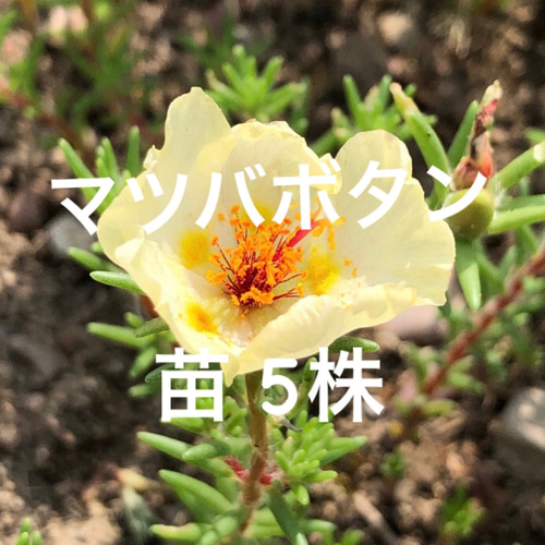 ガーデニングお洒落 アイアン フラワースタンド おしゃれ 花鉢 ガーデニング 白 花台