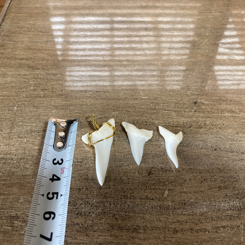 【国内発送】14KGF 小さなサメの歯 シャークトゥース ネックレス ☆シャークトゥース ネックレス 24kt GOLD☆サメの歯☆Luxdivine