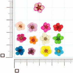 ドライフラワー ネイル パーツ レジン封入 上質 押し花 こでまり 120枚 収納ケース入 12色×各10枚 4枚目の画像