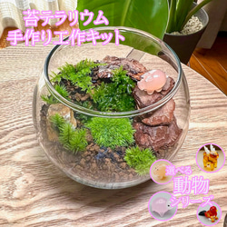 3つ選べる苔の組合せ1パック 苔テラリウム ヤマゴケ 3つ選べる苔の組合せ1パック 苔テラリウム ヤマゴケ