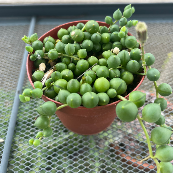 グリーンネックレス　多肉植物 2枚目の画像