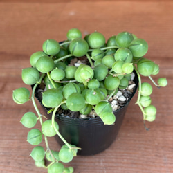 おまとめ中！多肉植物^o^  プルビナータ フロスティ プルビナータ フロスティ 綴化 多肉植物 多肉植物 kanomarihome