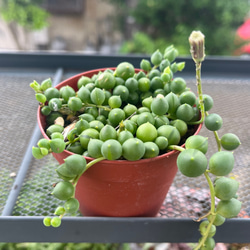 グリーンネックレス　多肉植物 1枚目の画像