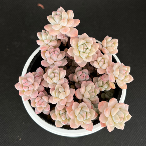 多肉植物　プロリフィカ/プロリフェラ カット苗 10個 多肉植物プロリフィカ/プロリフェラ カット苗 10個