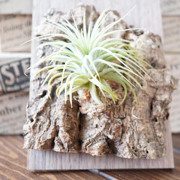 チランジア・イオナンタ◇コルク・ウッドプレート付き◇エアープランツ