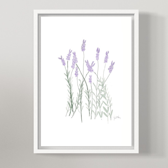 6月28日の誕生花 ラベンダー（フレンチラベンダー）可愛くって