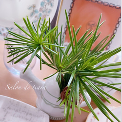 槙ぼっくり♡枝付♡高野槙♡観葉植物♡まきぼっくり♡癒し その他