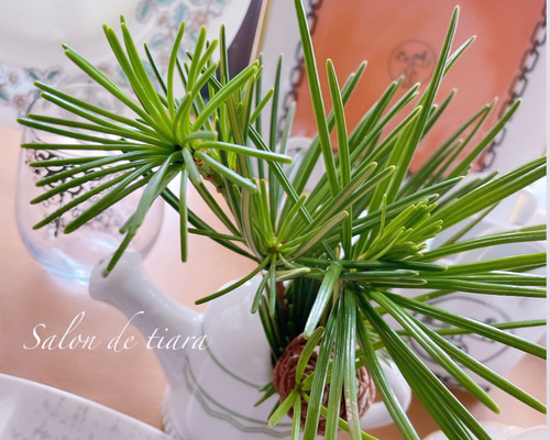 高野槙　インテリア・住まい・小物-植物/観葉植物『樹高約140㎝』。 高野槙 インテリア・住まい・小物-植物/観葉植物『樹高約㎝』。 - メルカリ