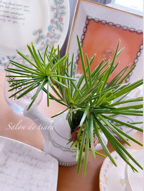 高野槙　インテリア・住まい・小物-植物/観葉植物『樹高約140㎝』。 高野槙 インテリア・住まい・小物-植物/観葉植物『樹高約㎝』。 - メルカリ