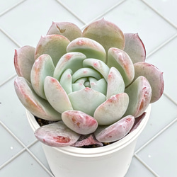 鳳凰錦 アエオニウム 多肉植物 多肉植物 kanomarihome 通販 18686370