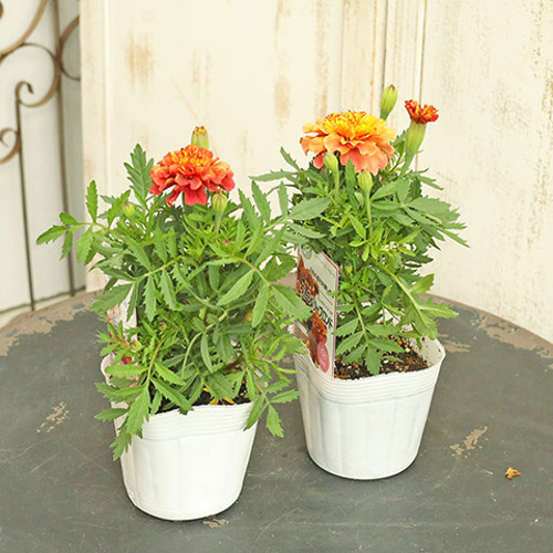 最高傑作マリーゴールド 花苗 マリーゴールド ストロベリーブロンド 3.5号ポット