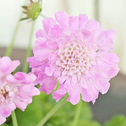 ピンクアメジスト　ピンアメ　大玉　花 花苗 スカビオサ・アメジストピンク 3.5号ポット マツムシソウ 多年草