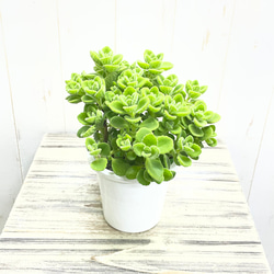 ダブルヘッド ユッカ ロストラータ アンティークテラコッタ その他