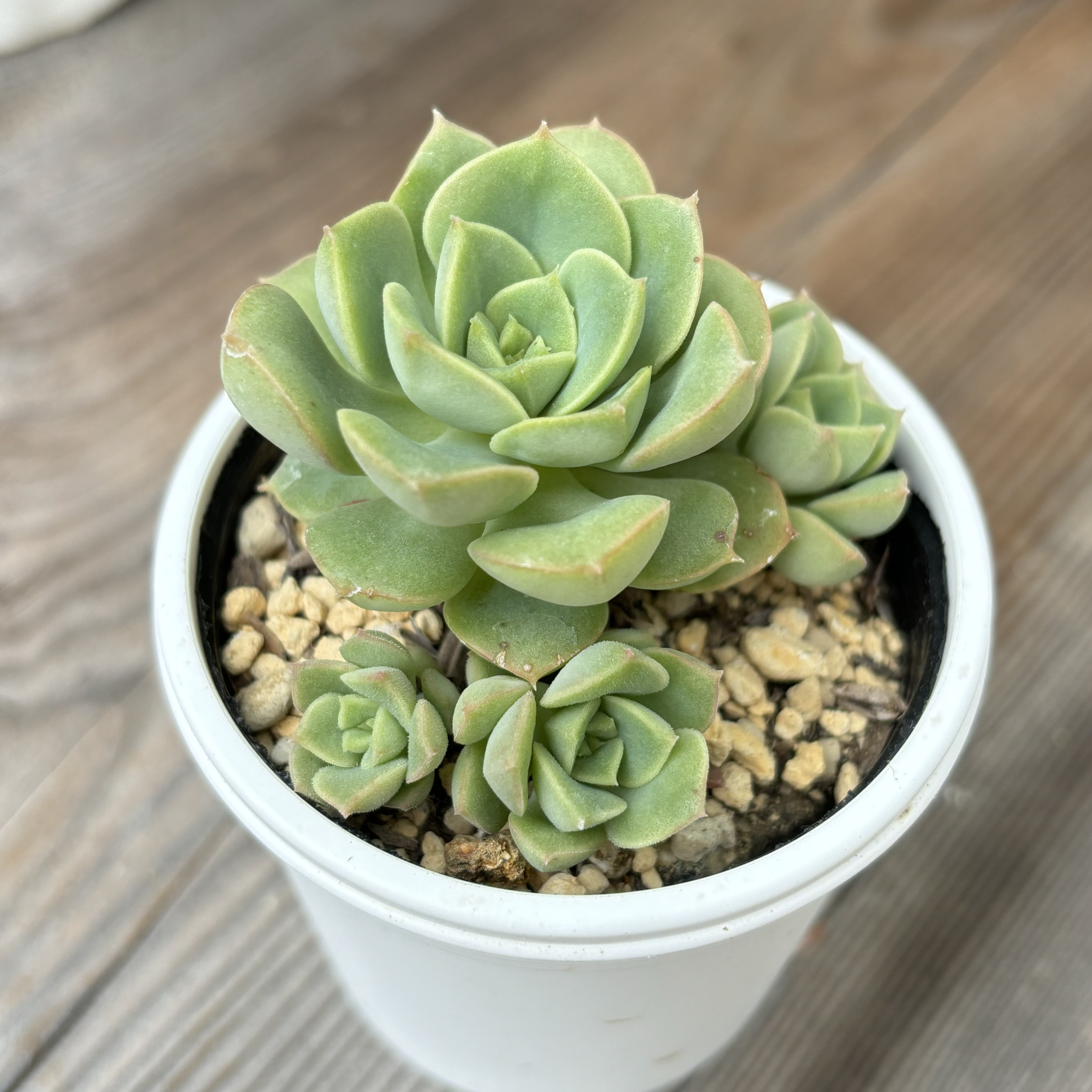 その他多肉植物 choco エケベリア：ショコラ 2.5号ポット の通販 | 園芸ネット