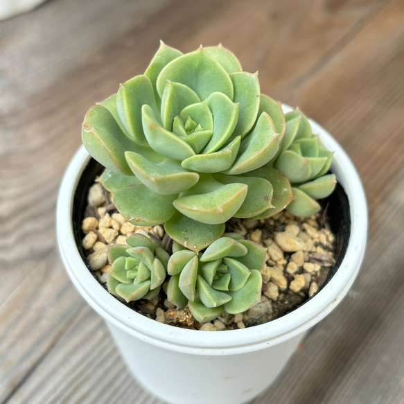 多肉植物　緑ボタン　2カット(カットに付き根っこ有りません) 緑牡丹 ニクサーサ 多肉植物 その他素材 kanomarihome 通販 12151262