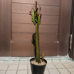 白い大輪の花が咲く サボテン w7 H7 多肉植物 サザンサボ 通販