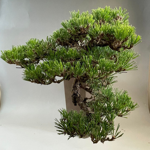 千寿丸 八房黒松 とても趣のある古木感あふれる銘品 1点ものの中