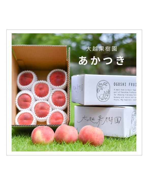 【7月末〜8月上旬出荷予定】福島県桑折町・伊達市産桃　8玉程度　あかつき 1枚目の画像