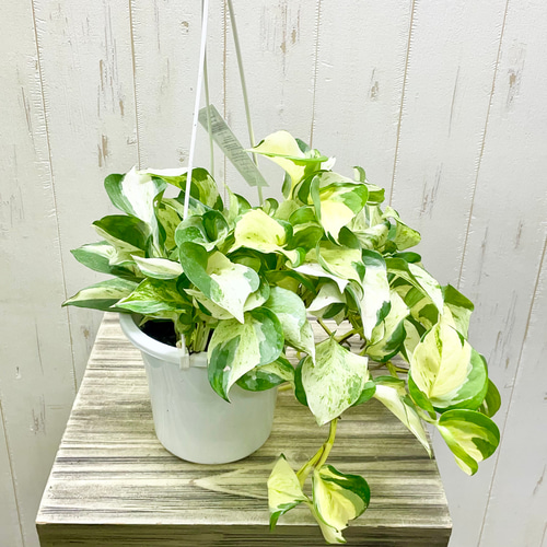 ふっきー♡ポトステルノ３種植え他計4点♡お鉢ごとメルカリ便 ふっきー様専用♡ポトステルノ3種植え他計4点♡お鉢ごと