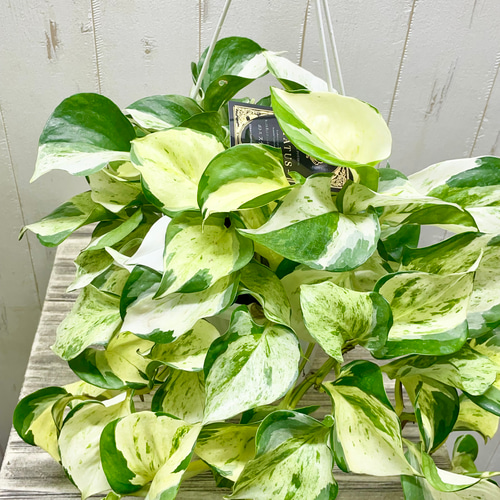 株立ち ポトス ステータス 5号 吊り鉢 その他インテリア雑貨 PLANTS