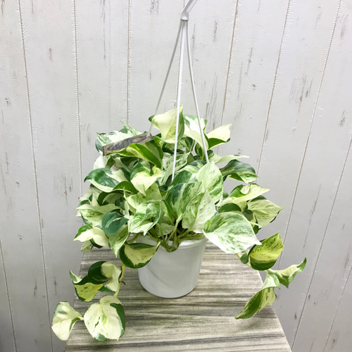株立ち ポトス ステータス 5号 吊り鉢 その他インテリア雑貨 PLANTS