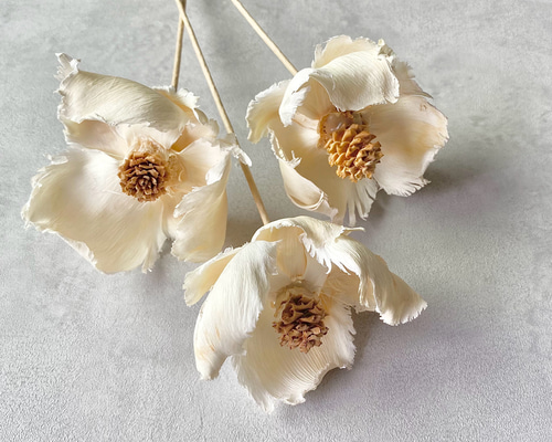 パームフラワー(単品) ホワイト ドライフラワー howdy flower パームフラワー(単品) ホワイト ドライフラワー howdy flower