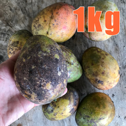 スナックパイン 1kg(1-2玉) 沖縄県産 宜野座村産 栽培中農薬不