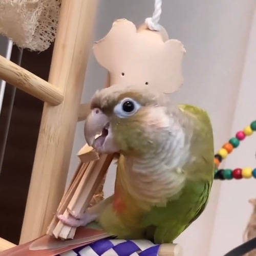 送料無料【本革】 ❤️レザー牛ヌメ革❤️ガシガシ系インコ鳥の