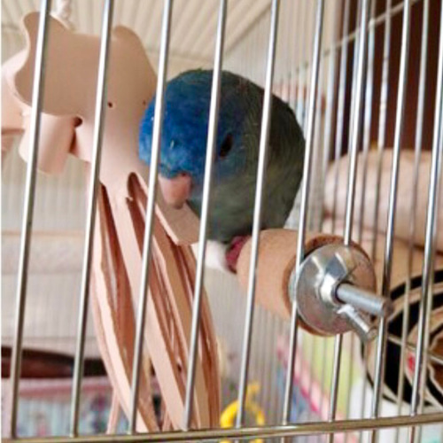 送料無料【本革】 ❤️レザー牛ヌメ革❤️ガシガシ系インコ鳥の