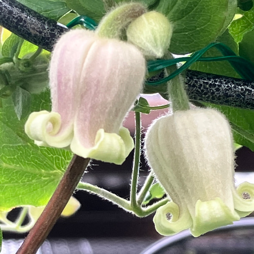 クレマチス原種ツインズ 多肉植物 植花夢 通販 12180493｜Creema(クリーマ)