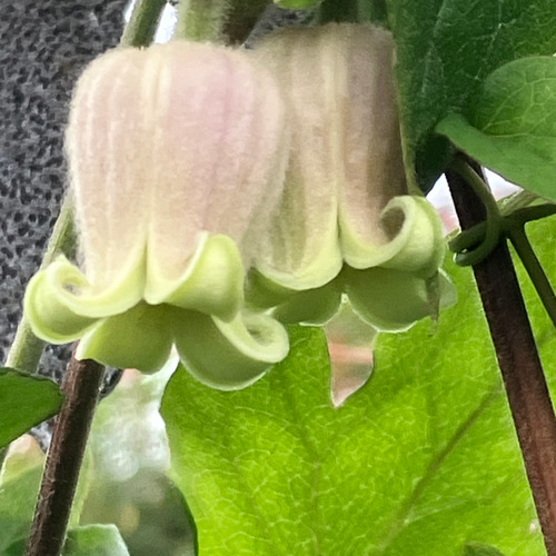 クレマチス原種ツインズ 多肉植物 植花夢 通販 12180493｜Creema(クリーマ)