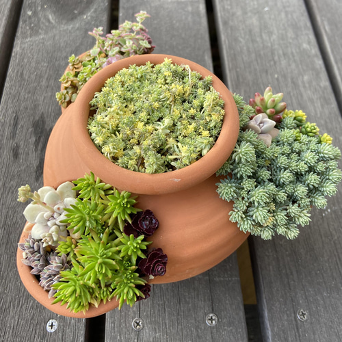 セダムいっぱいストロベリーポットの寄せ植え 多肉植物 多肉植物