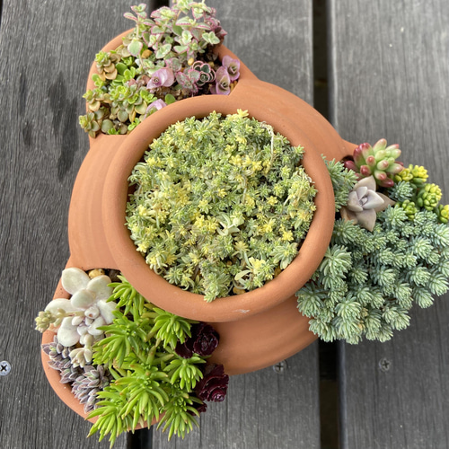 セダムいっぱいストロベリーポットの寄せ植え 多肉植物 多肉植物