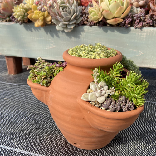 1ポット485円 セダム レッドベリー 6cmポット 1ポット485円 セダム