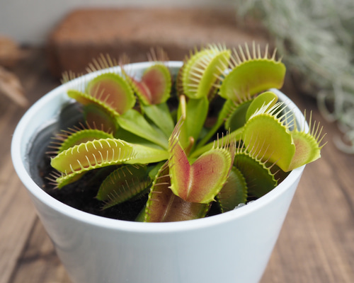 ハエトリソウ』食虫植物☆ハエトリ草☆自由研究☆観葉植物☆多肉