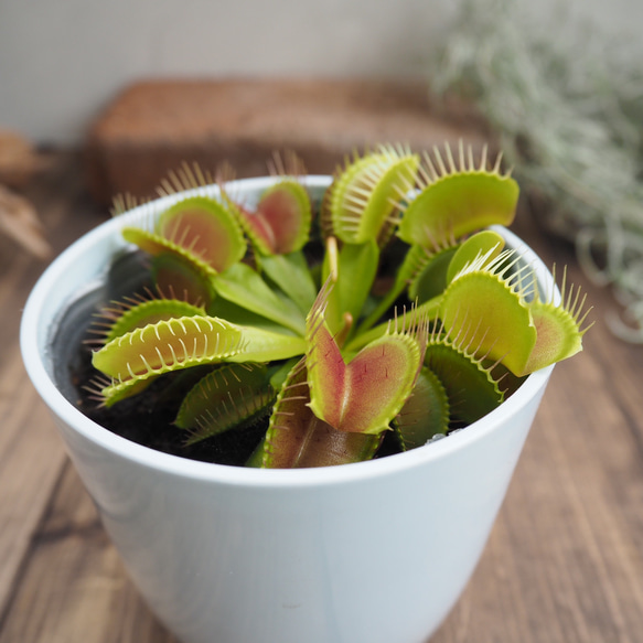 【奇形】 BCP Kim Il sung ハエトリソウ 食虫植物 奇形】 ハエトリソウ BCP Kim jong il 食虫植物 金正日 D 【公式通販】