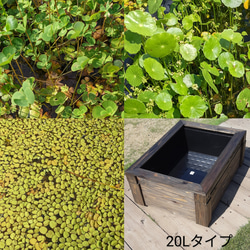 ビオトープ水草セット　　40Lタイプ メダカにおすすめ！ビオトープ水草・セット | 杜若園芸WEBショップ