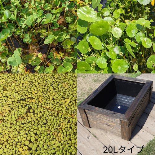 ビオトープ水草セット　　20Lタイプ ビオトープ&水草セット 20Lタイプ ハウス・小屋 武めだか 通販