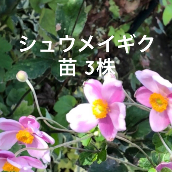 シュウメイギク ピンク 新芽苗 3株 ＊ 山野草 秋明菊 多肉植物