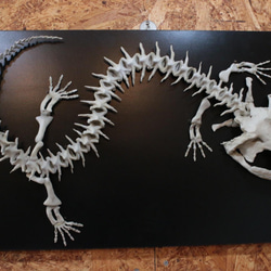 オオサンショウウオ 全身骨格模型【 両生類 ・ 有尾類 】 4枚目の画像
