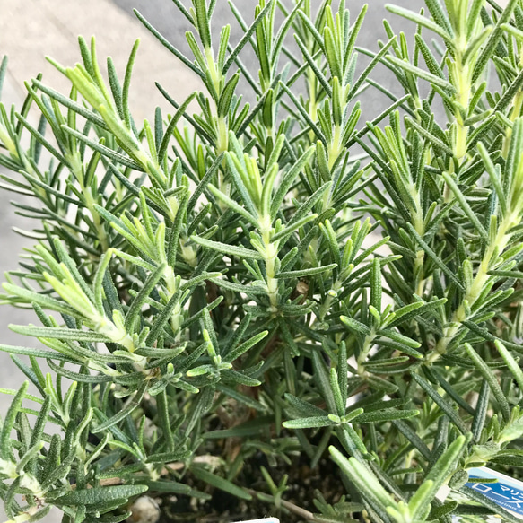  第9張的照片