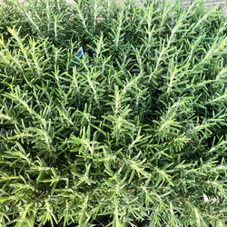  第12張的照片