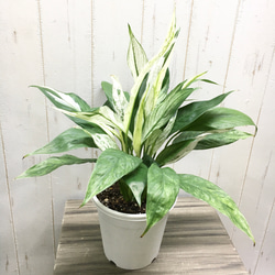株立ち 斑入り スパティフィラム 5号鉢 その他インテリア雑貨 PLANTS