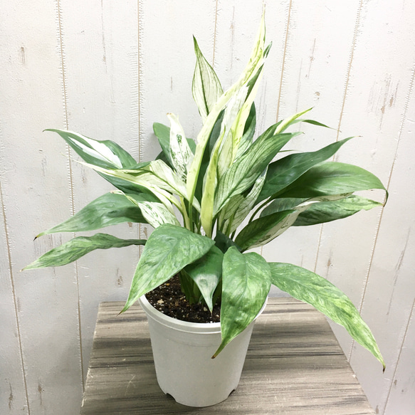 斑入りオリーブ 鉢物 オリーブ：オヒブランカ 8号鉢植え* の通販