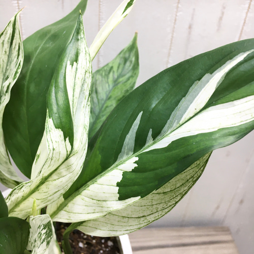 希少⭐︎ スパティフィラム ピカソ スパティフィラム⭐︎ピカソ