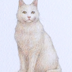 【手描き】　彩色 鉛筆画　No.1  Cat  Turkish Angora 3枚目の画像