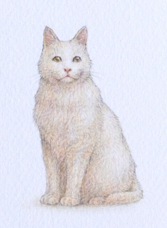 【手描き】　彩色 鉛筆画　No.1  Cat  Turkish Angora 3枚目の画像