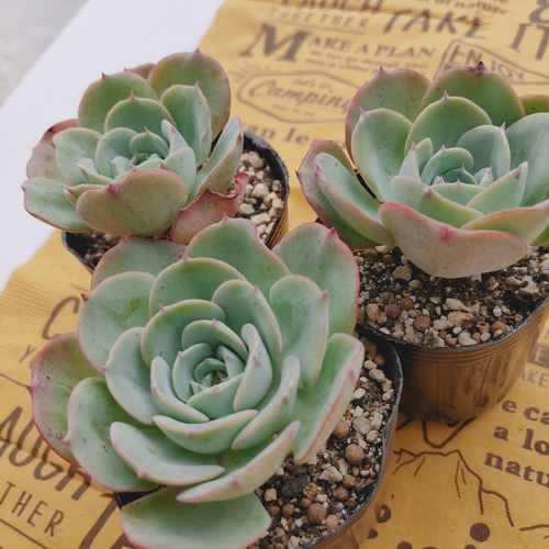 多肉植物 ピーチスアンクリーム 抜き苗 【公式通販】