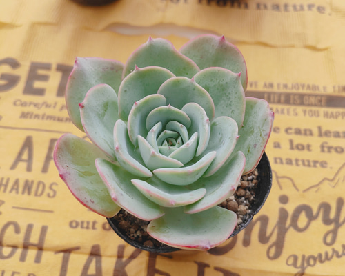 cd0b11c16e6ad66a585a8aad3776a2